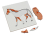 Dierenpuzzel paard